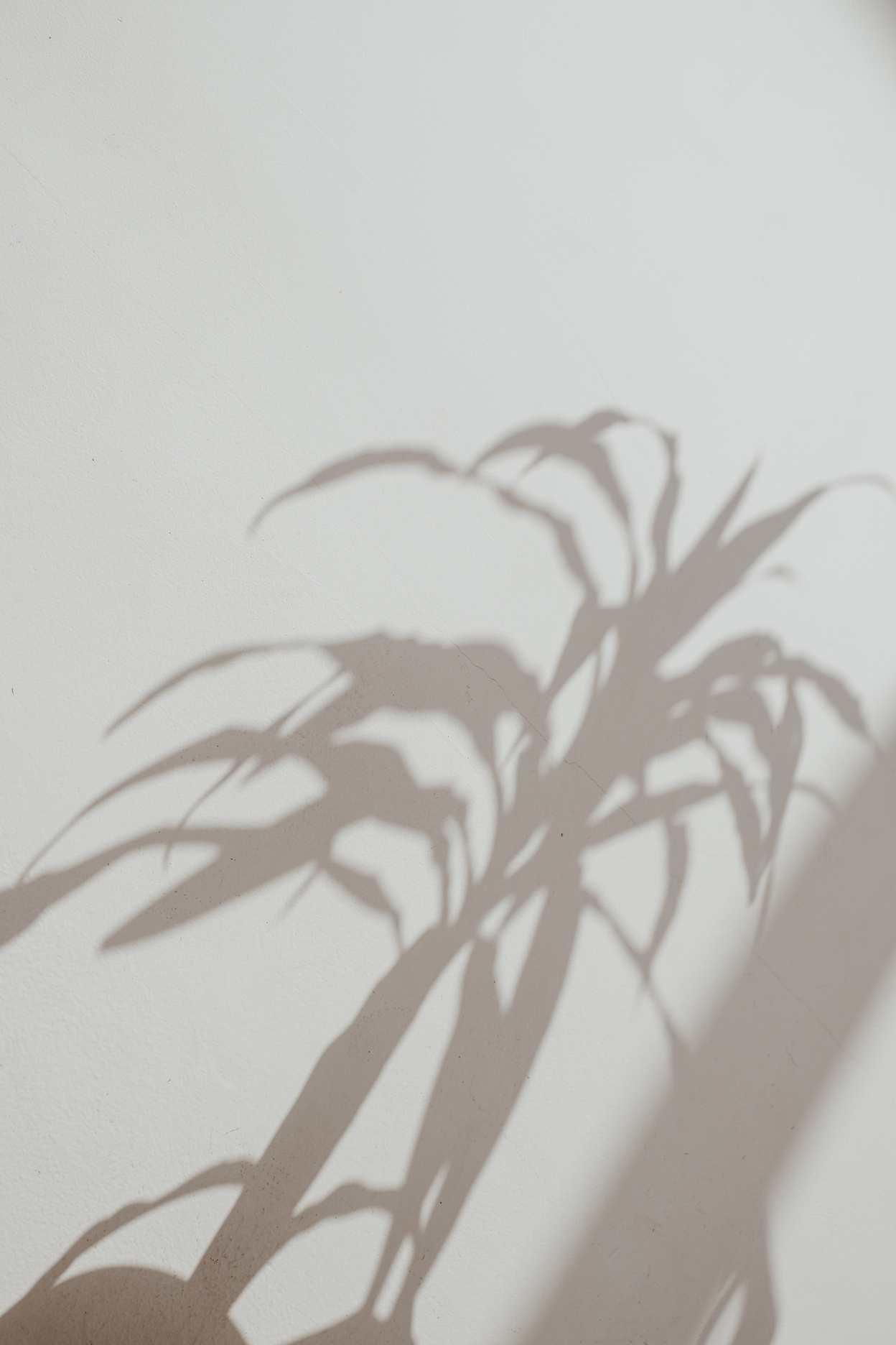 Shadow of Leaves on a Wall